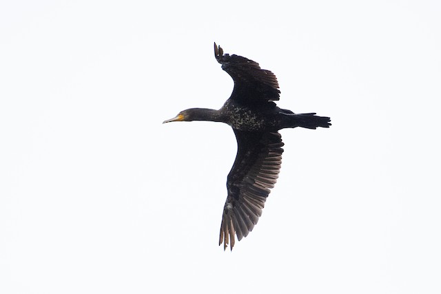 Great Cormorant