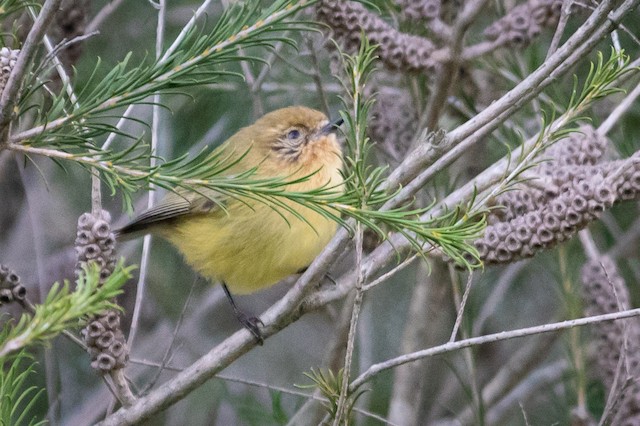 Yellow Thornbill