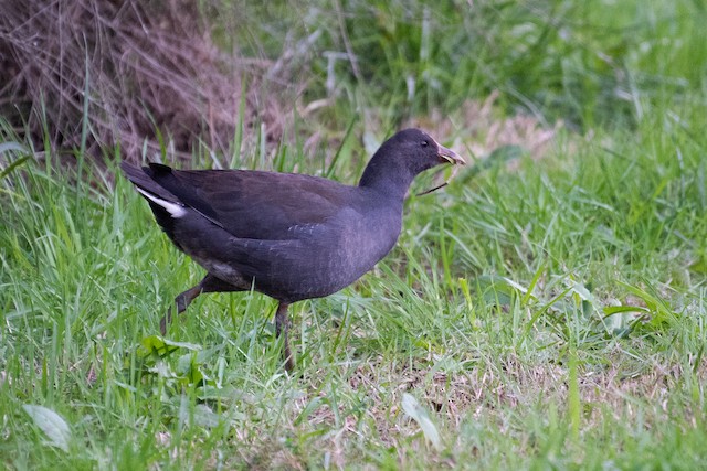 Dusky Moorhen