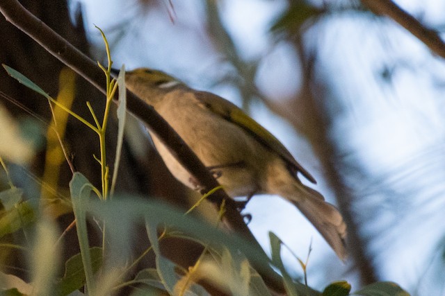 White-plumed Honeyeater