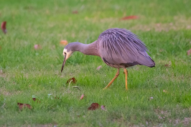 White-faced Heron