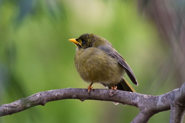 Bell Miner