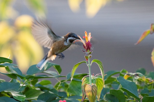 Eastern Spinebill