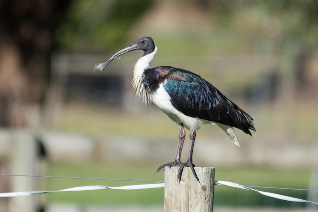 Straw-necked Ibis