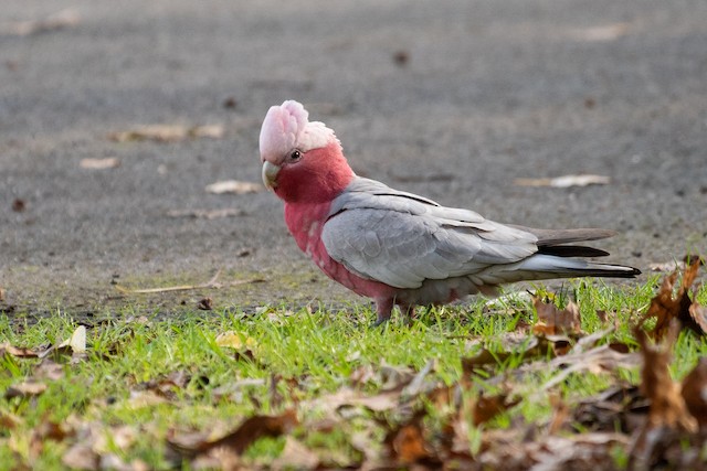 Galah