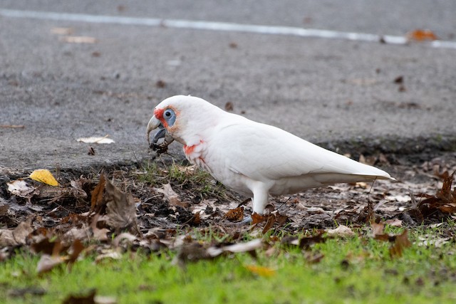 Long-billed Corella