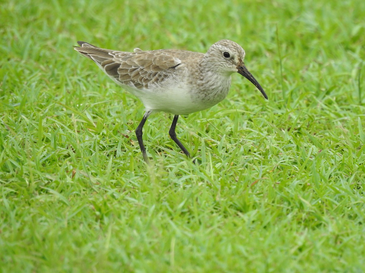 Curlew Sandpiper - Tammy Knuth
