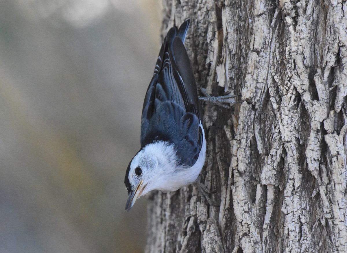 White-breasted Nuthatch (Interior West) - ML103008881