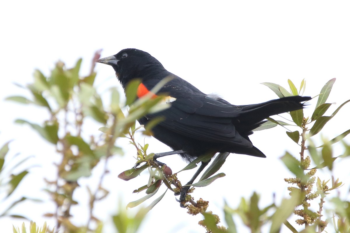 Red-winged Blackbird - Jeff Hullstrung
