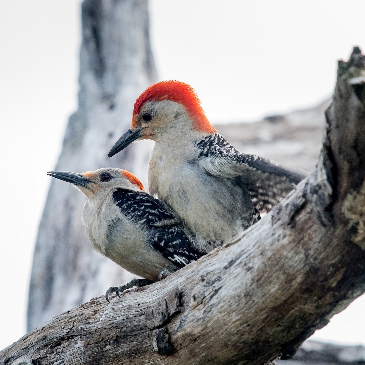 Red-bellied Woodpecker - Melissa James