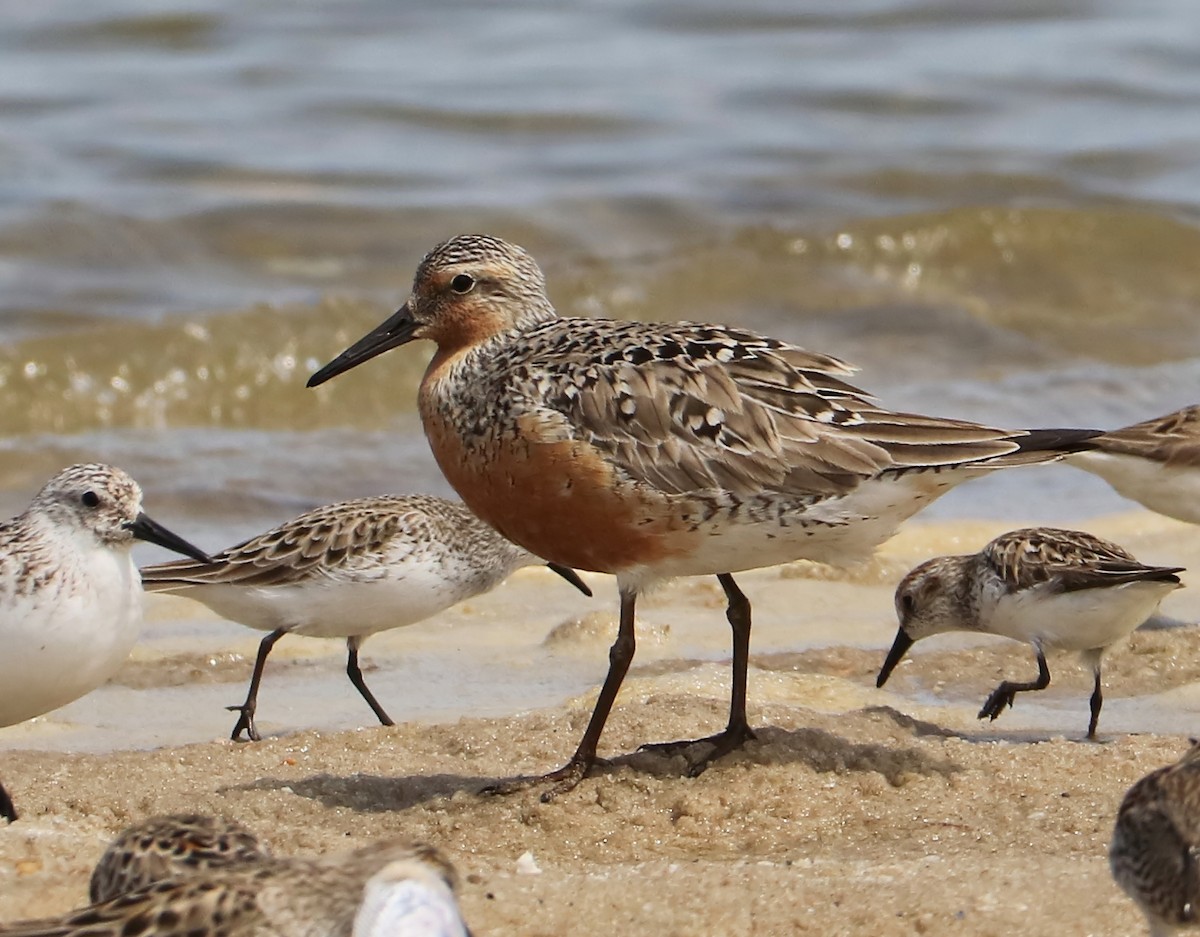Red Knot - ML103011461