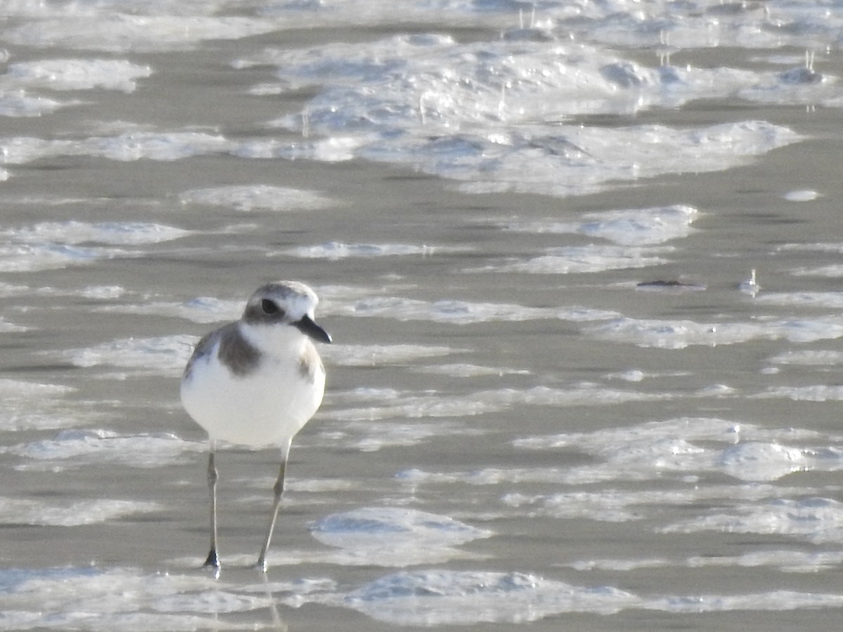 Greater Sand-Plover - Tammy Knuth