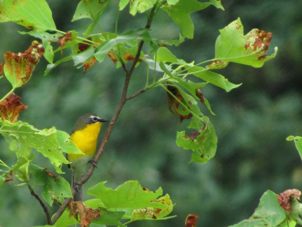 Yellow-breasted Chat - Tory Pegg