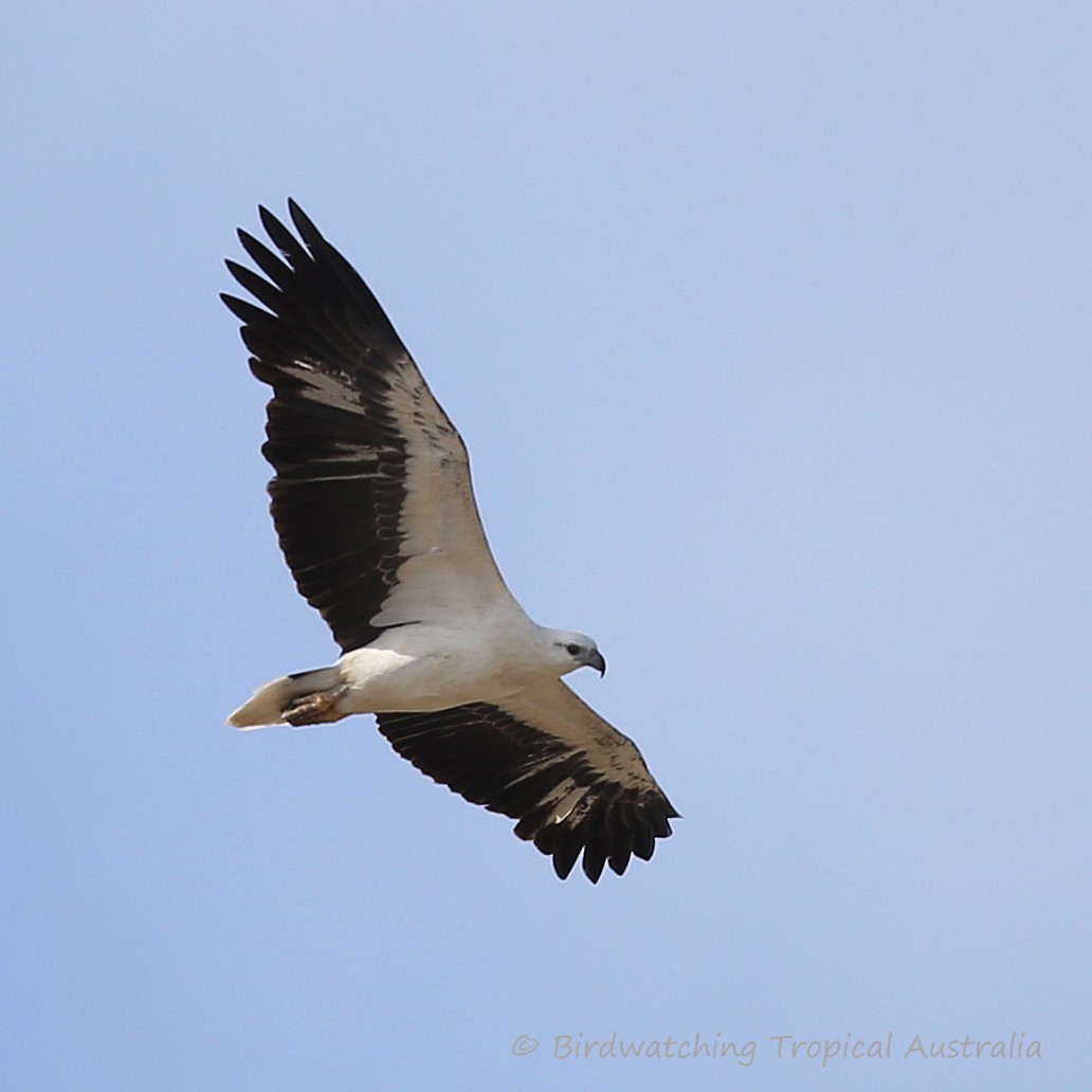 White-bellied Sea-Eagle - Doug Herrington || Birdwatching Tropical Australia Tours