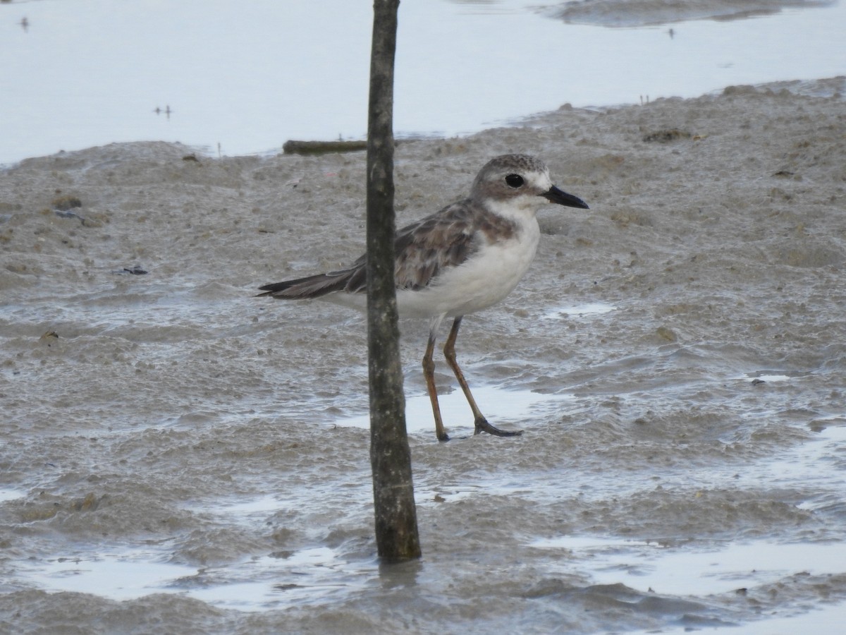 Greater Sand-Plover - Tammy Knuth