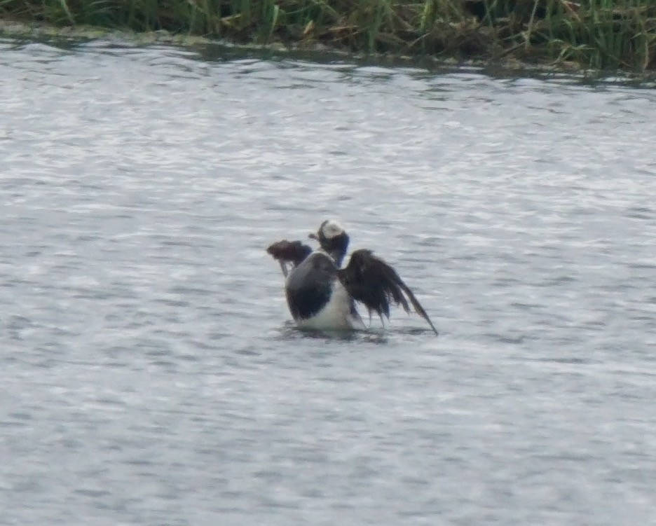 Long-tailed Duck - Nevine Jacob