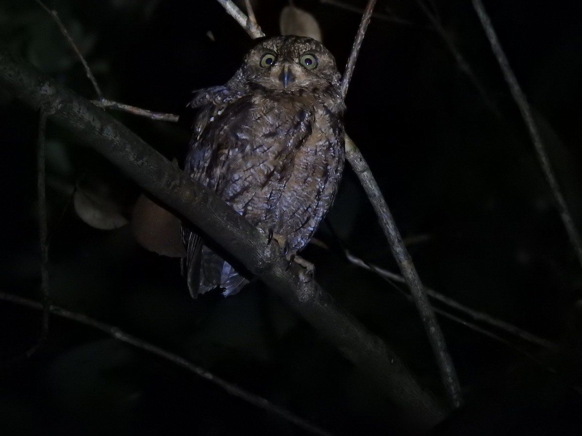 Seychelles Scops-Owl - ML103017951