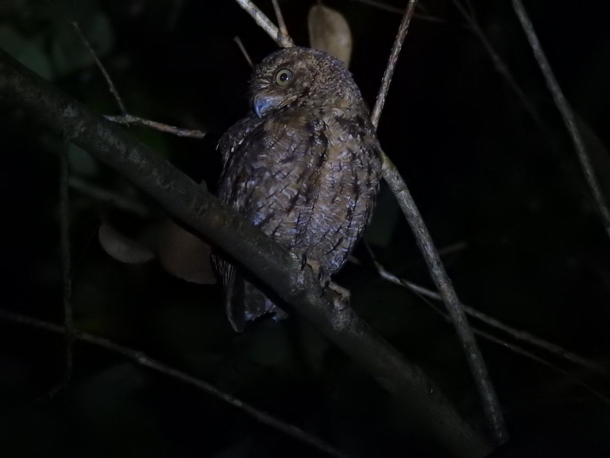 Seychelles Scops-Owl - ML103017961
