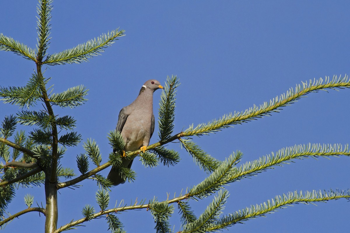 Band-tailed Pigeon - ML103017991