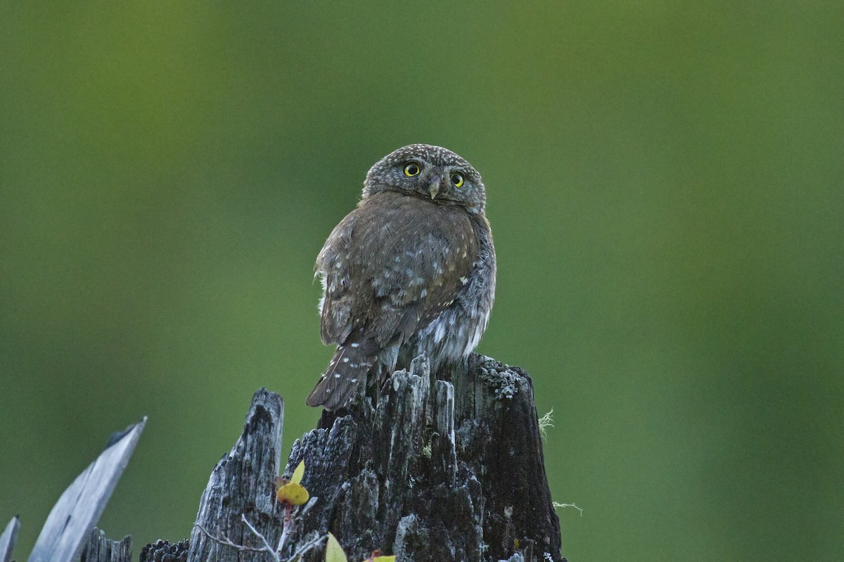 Northern Pygmy-Owl - ML103018151