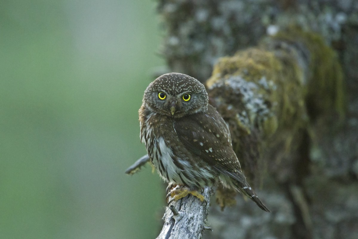 Northern Pygmy-Owl - ML103018171
