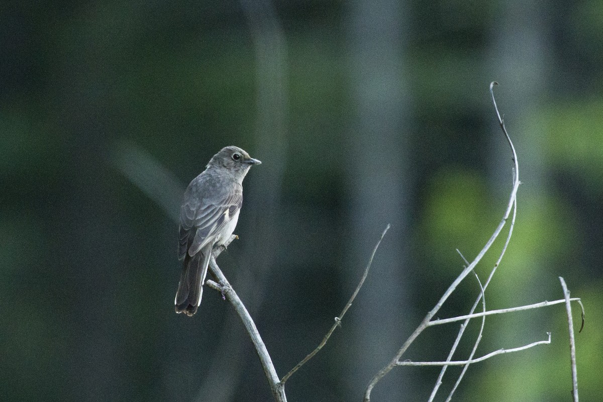 Townsend's Solitaire - ML103018351