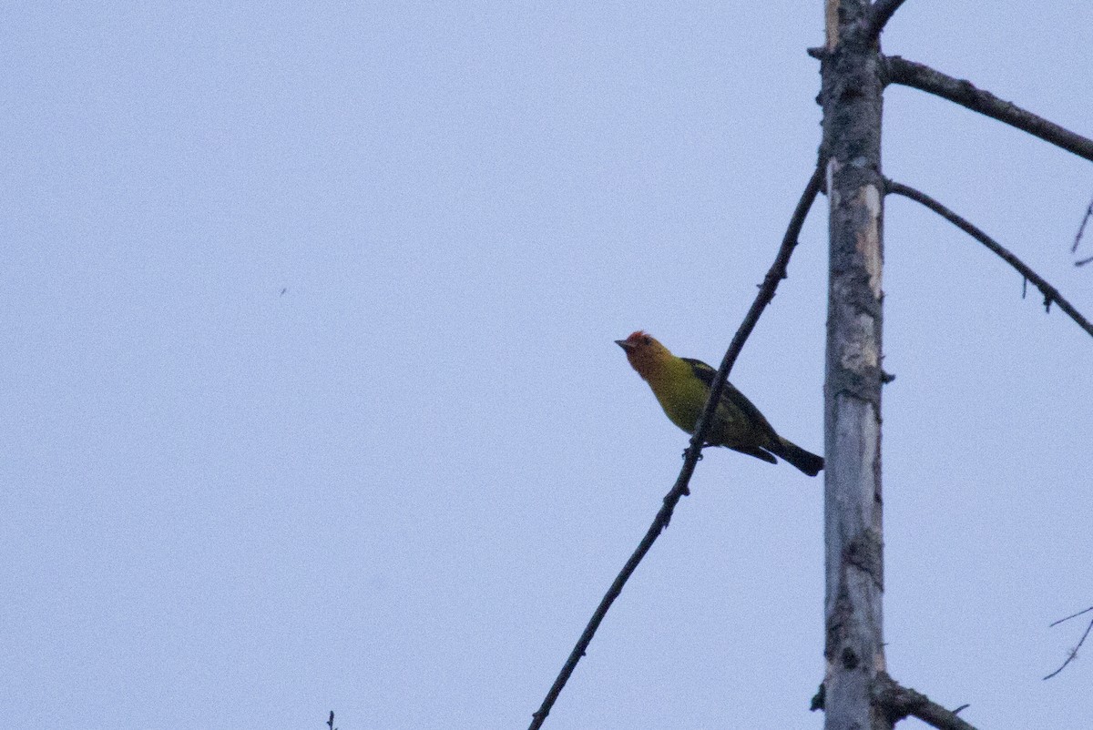 Western Tanager - ML103018491