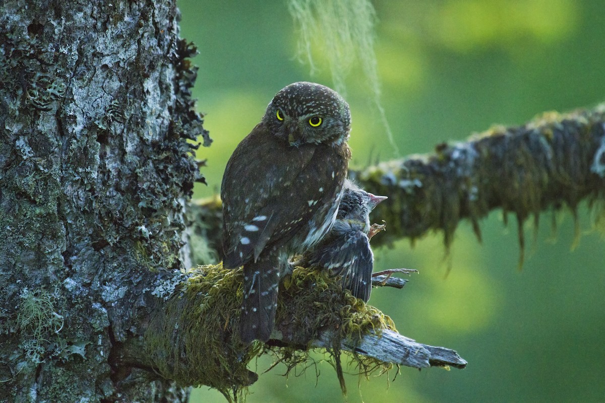 Northern Pygmy-Owl - ML103018591
