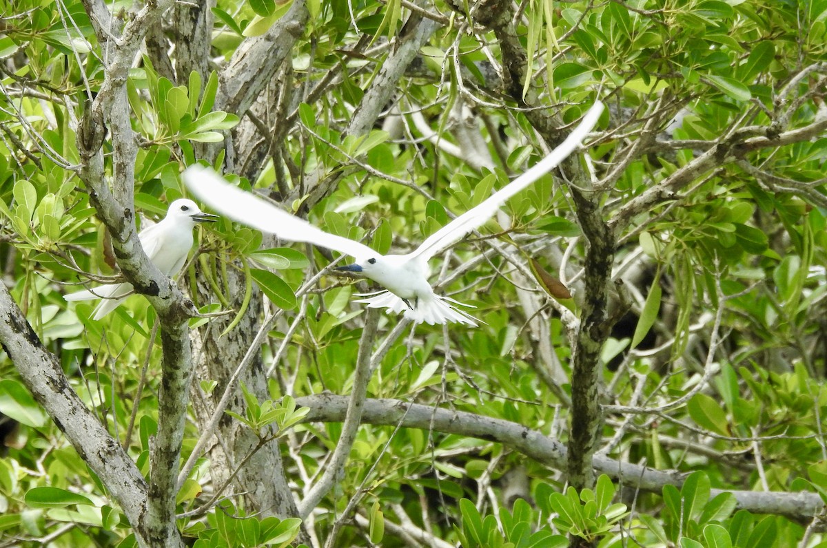 White Tern - Tammy Knuth