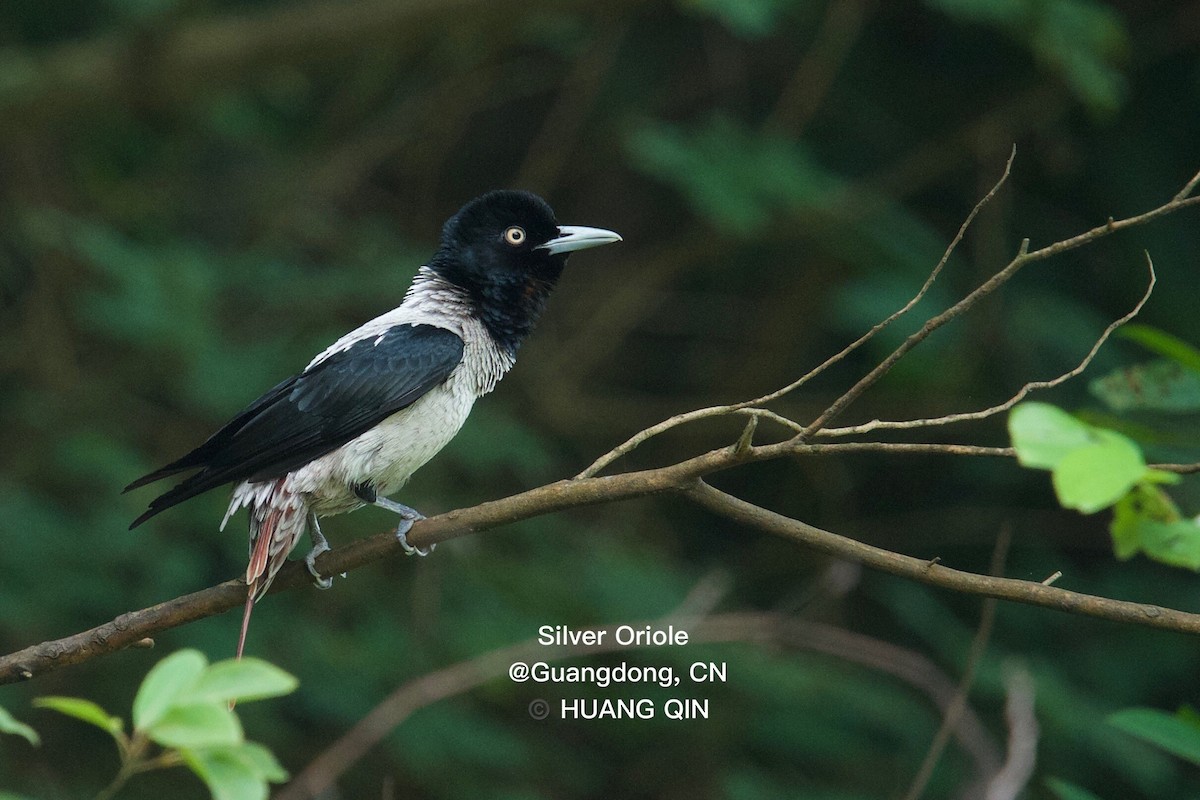 Silver Oriole - Qin Huang