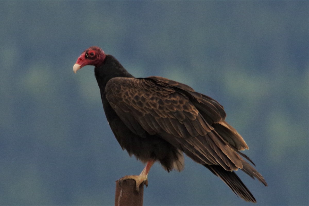 Turkey Vulture - ML103026301