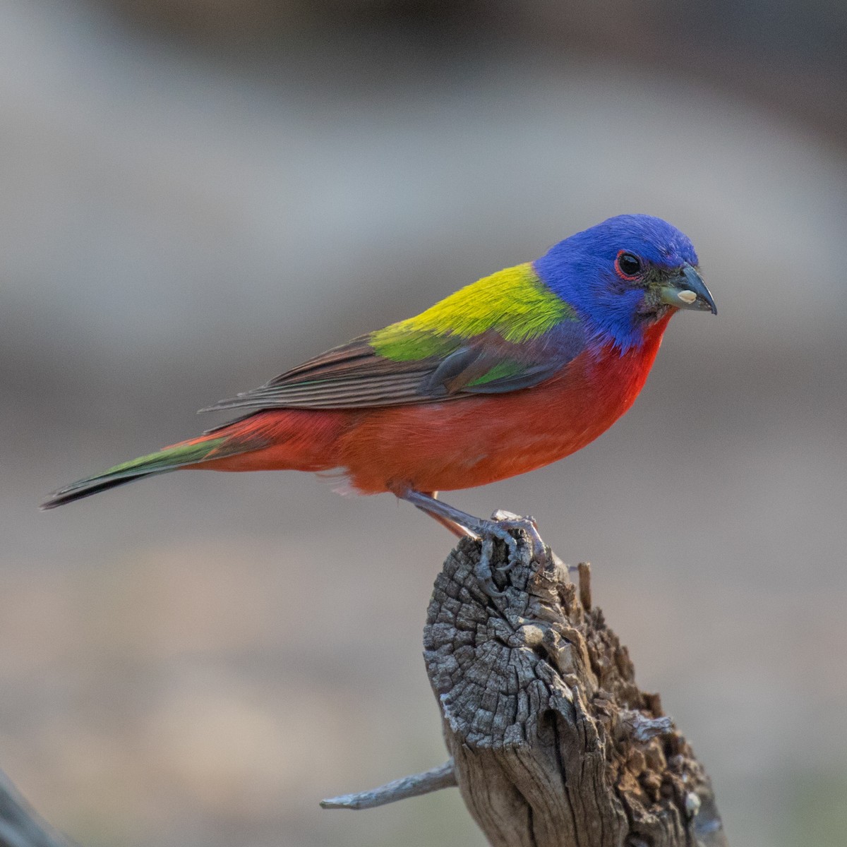 Painted Bunting - ML103028331