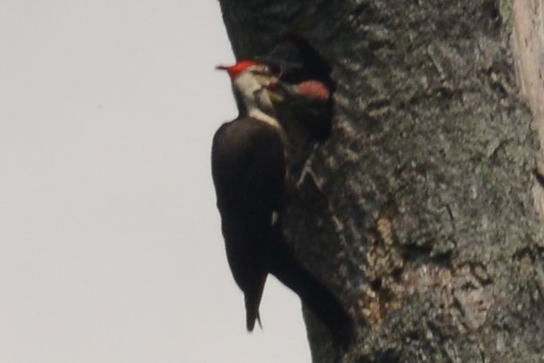 Pileated Woodpecker - ML103029481