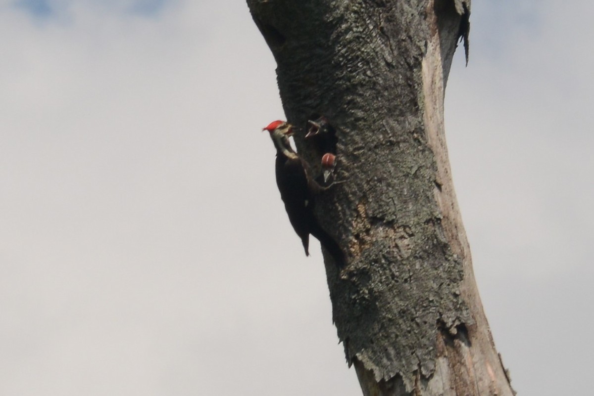 Pileated Woodpecker - ML103029501