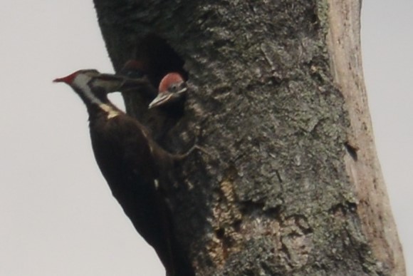 Pileated Woodpecker - ML103029511