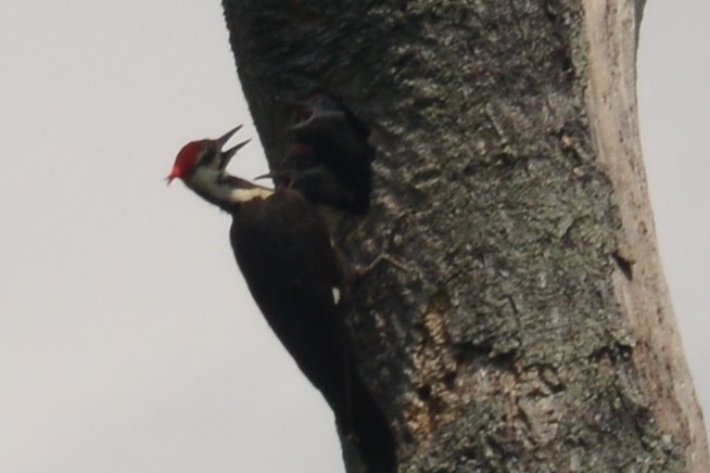 Pileated Woodpecker - Avery Cotton