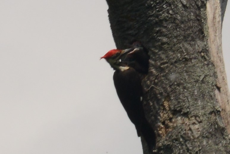 Pileated Woodpecker - ML103029591