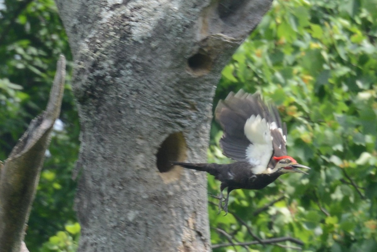 Pileated Woodpecker - ML103029611