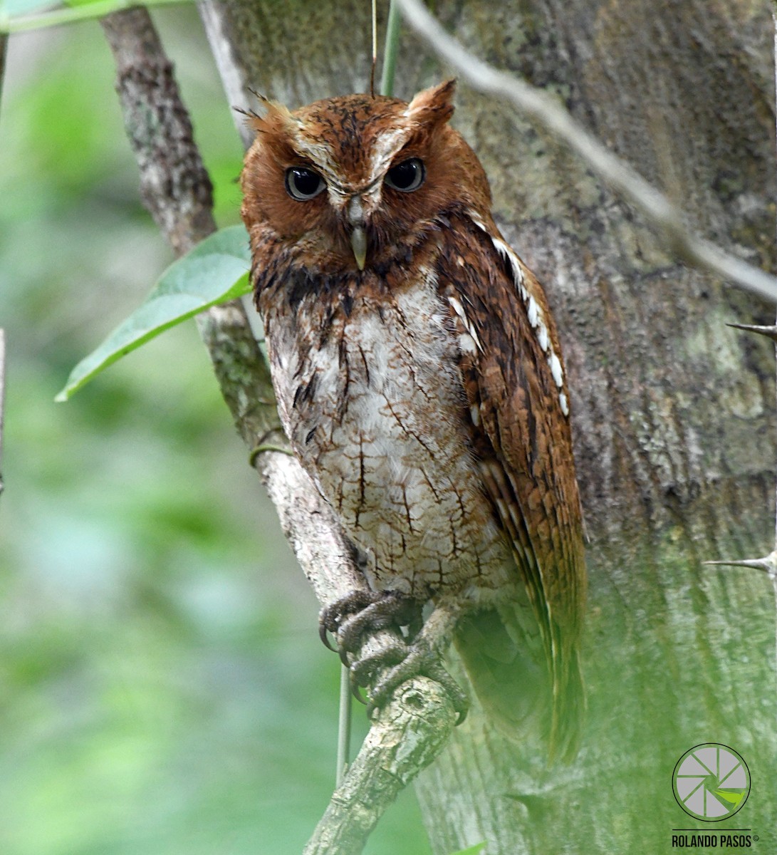 Middle American Screech-Owl (Middle American) - ML103030421