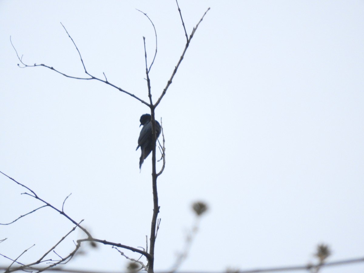 Square-tailed Drongo-Cuckoo - Ikshan Ganpathi