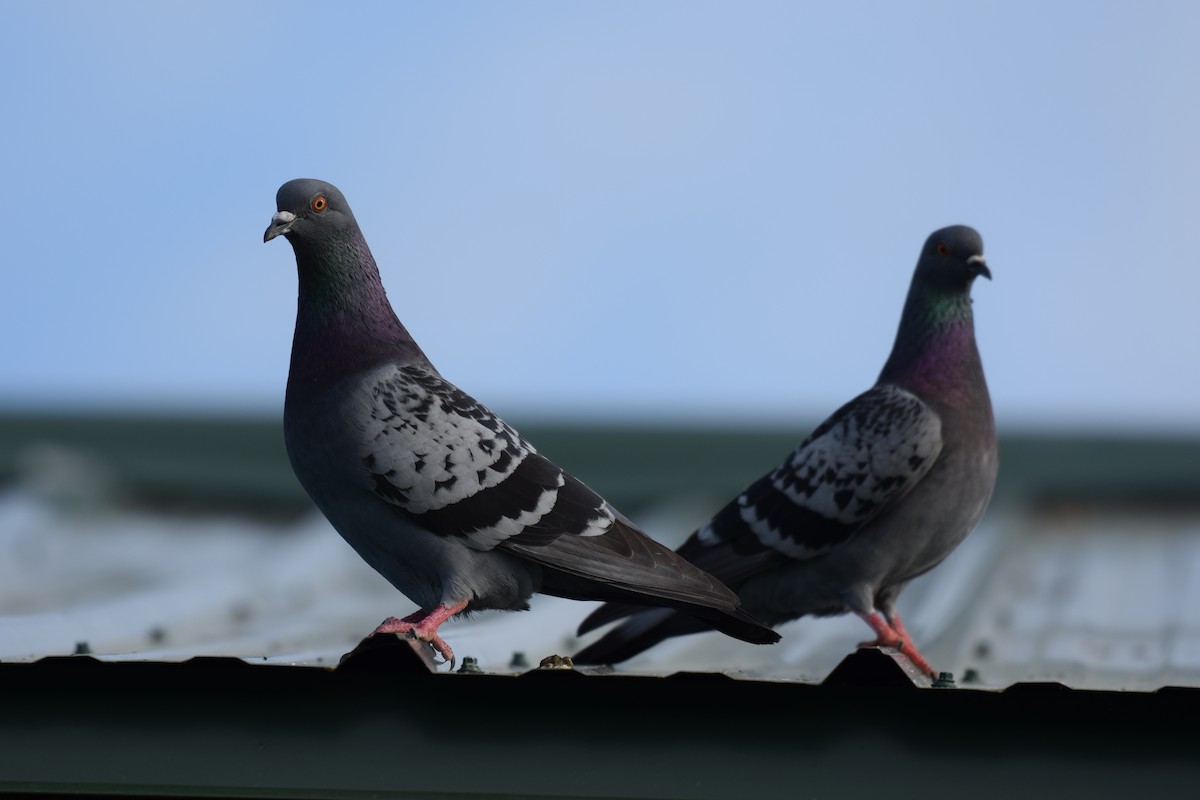 Rock Pigeon (Feral Pigeon) - Brian DeBoyace