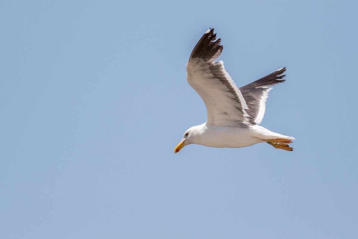 Yellow-footed Gull - ML103033651