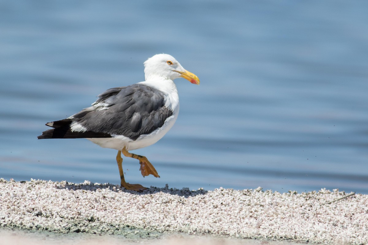 Yellow-footed Gull - ML103033751