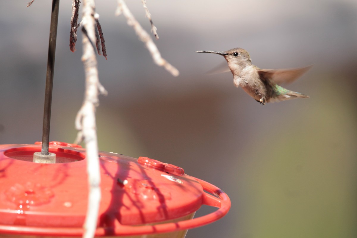 Costa's Hummingbird - ML103035611