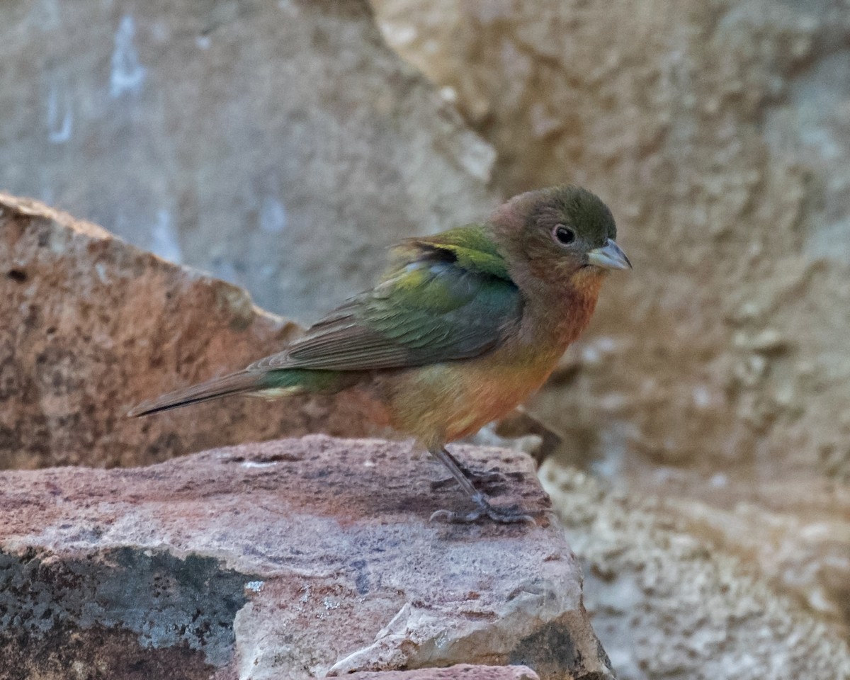 Painted Bunting - ML103036381