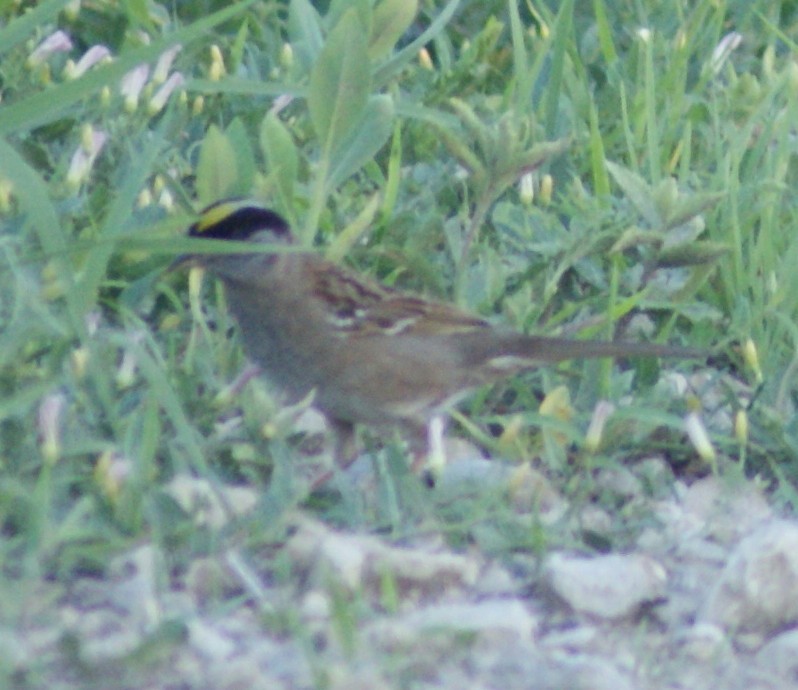 Golden-crowned Sparrow - ML103037541