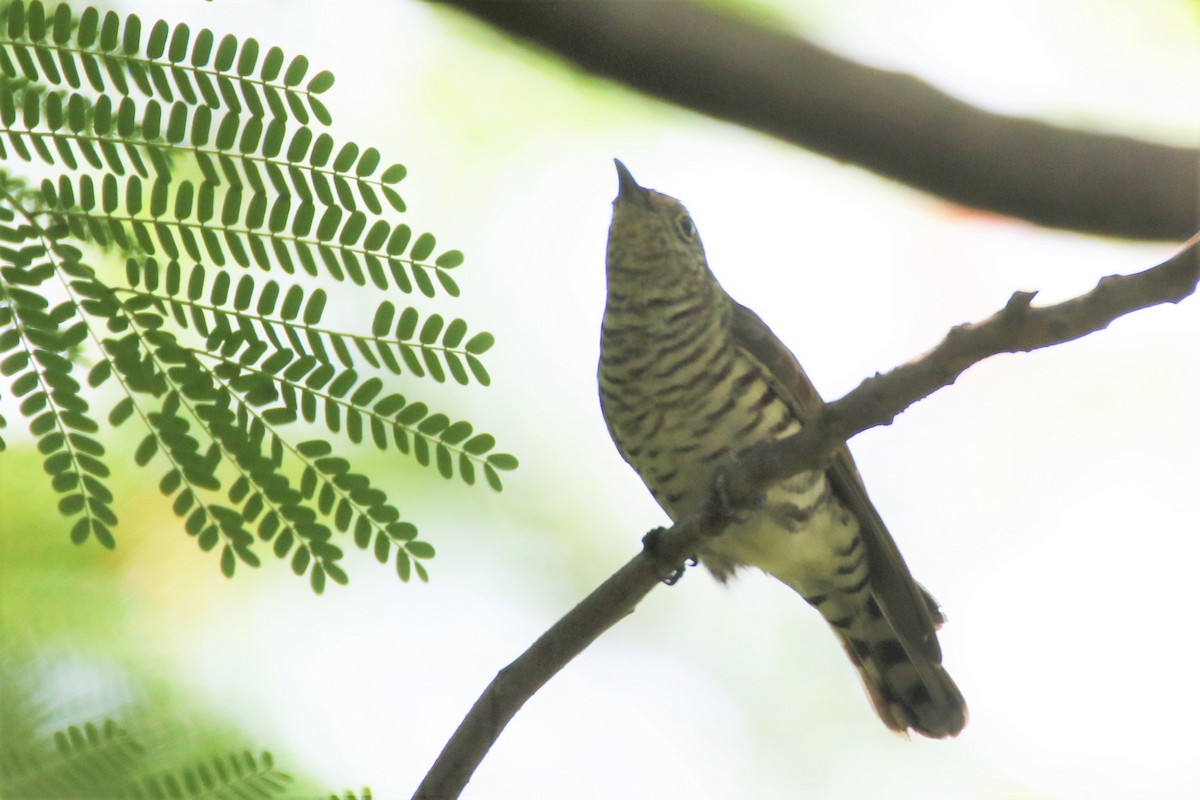Little Bronze-Cuckoo - Fadzrun A.