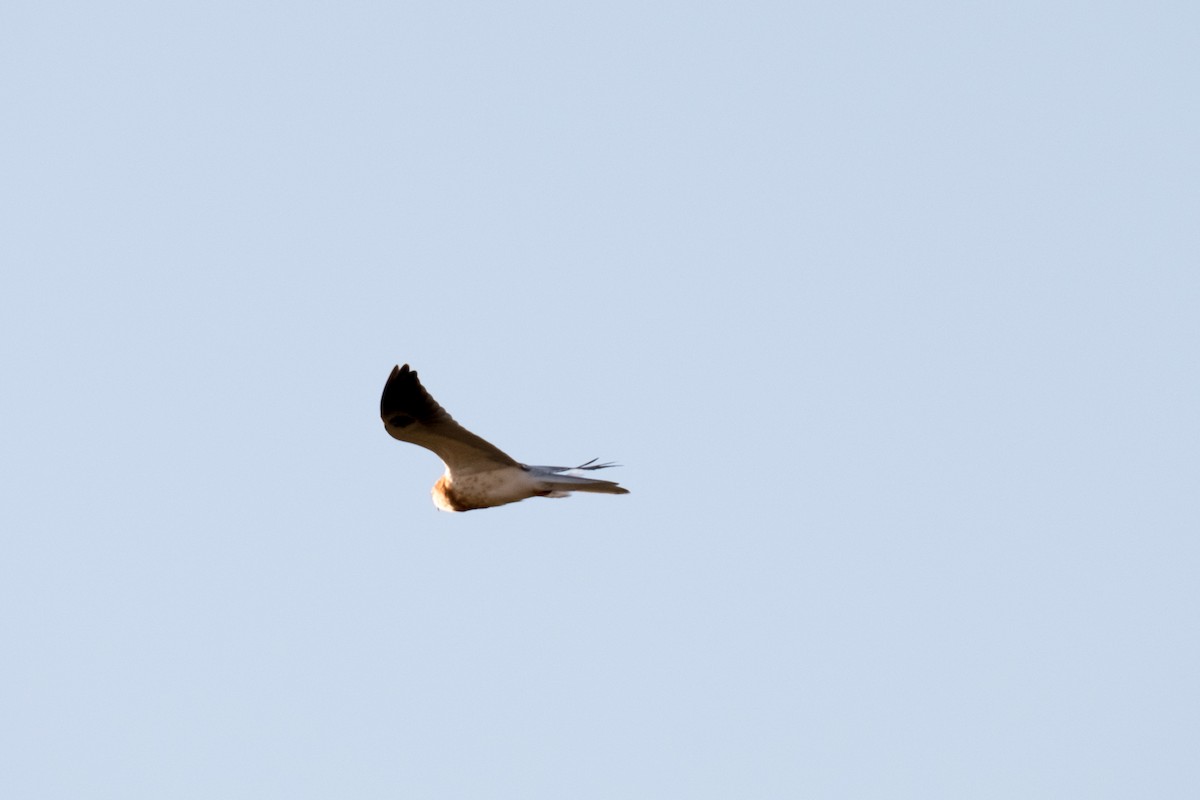 White-tailed Kite - Jacob Kirkland