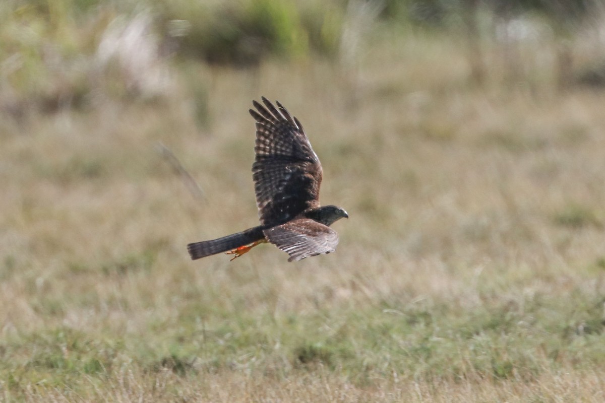 Collared Sparrowhawk - Ged Tranter