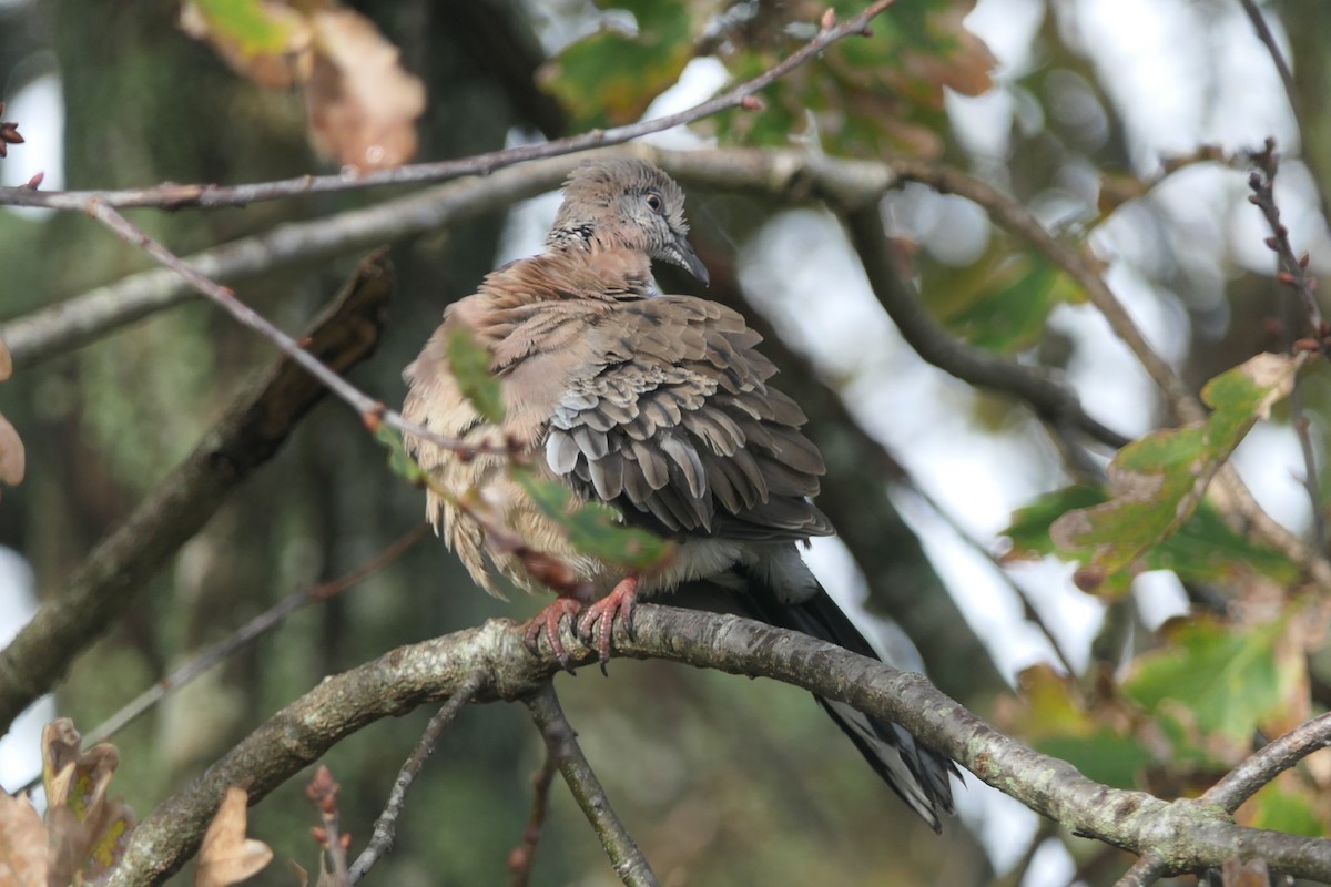 Spotted Dove - ML103043291